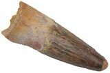 Fossil Spinosaurus Tooth - Real Dinosaur Tooth #220741-1